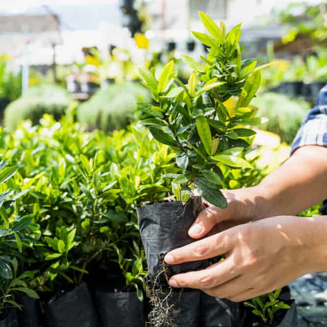planting