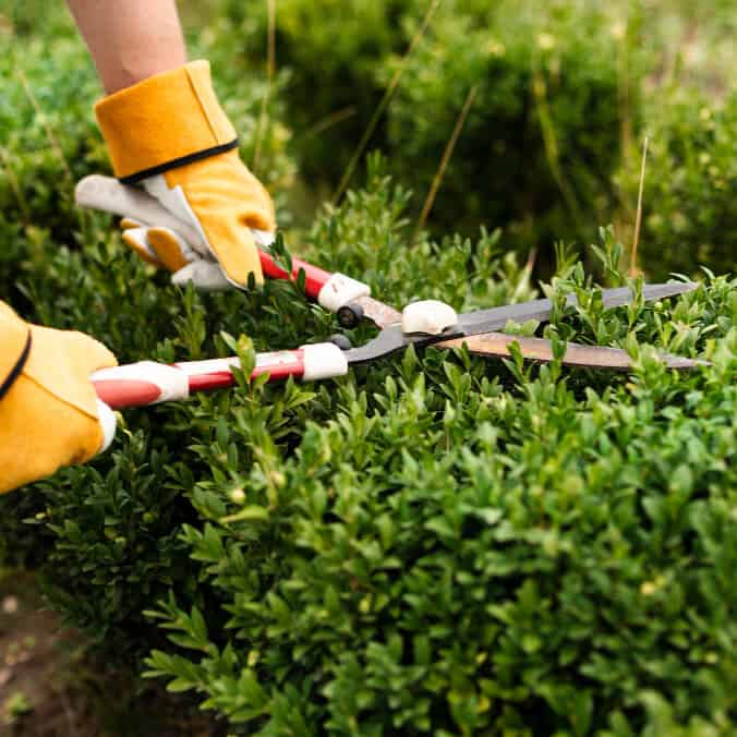 garden care